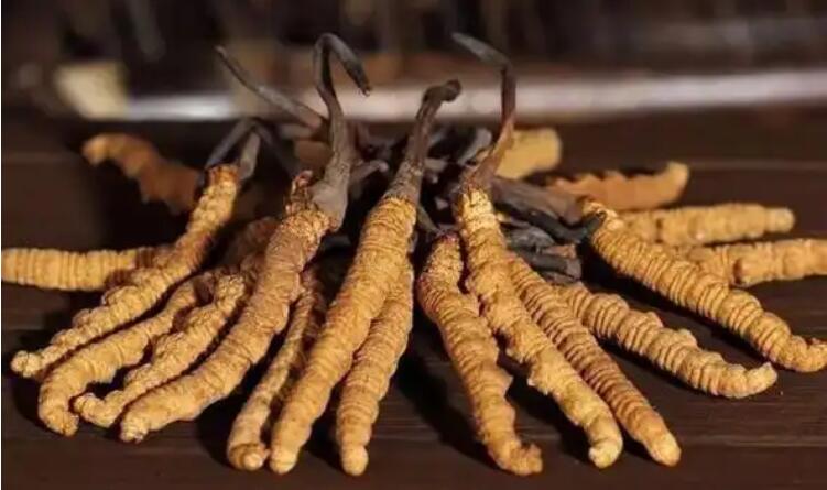 夏日炎炎，新鮮冬蟲夏草怎么吃最好