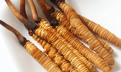 冬蟲夏草的吃法，冬蟲夏草的家常做法