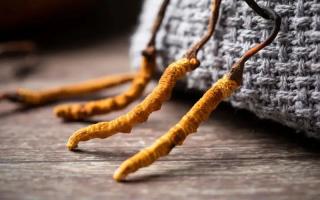 冬蟲夏草的真實(shí)作用，冬蟲夏草主要有什么成分