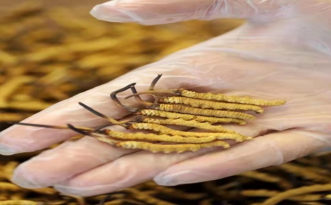 為什么說(shuō)西藏那曲的冬蟲夏草效果比較明顯呢