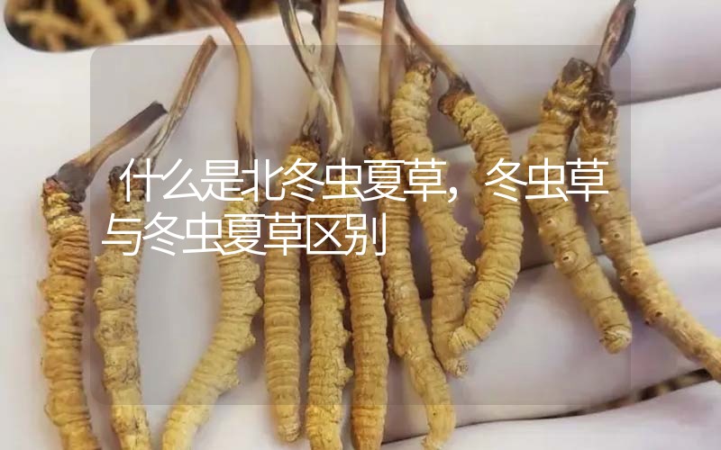 什么是北冬蟲夏草，北冬蟲草與冬蟲夏草區(qū)別