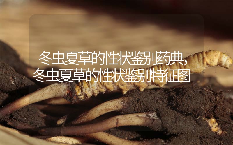 冬蟲夏草的性狀鑒別藥典，冬蟲夏草的性狀鑒別特征圖