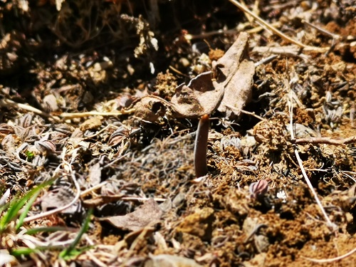 冬蟲夏草是蟲子還是草呢？它是如何生長的