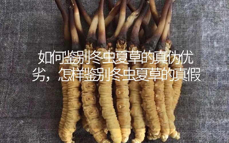 如何鑒別冬蟲夏草的真?zhèn)蝺?yōu)劣，怎樣鑒別冬蟲夏草的真假