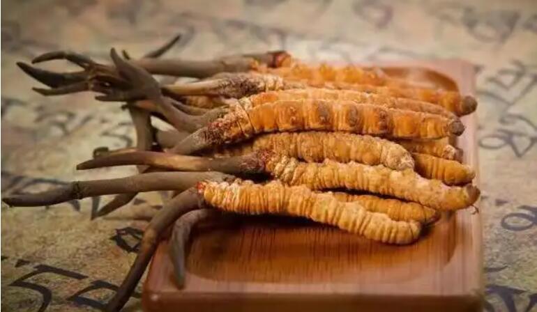 鮮蟲(chóng)草和干蟲(chóng)草，應(yīng)該怎么選擇？