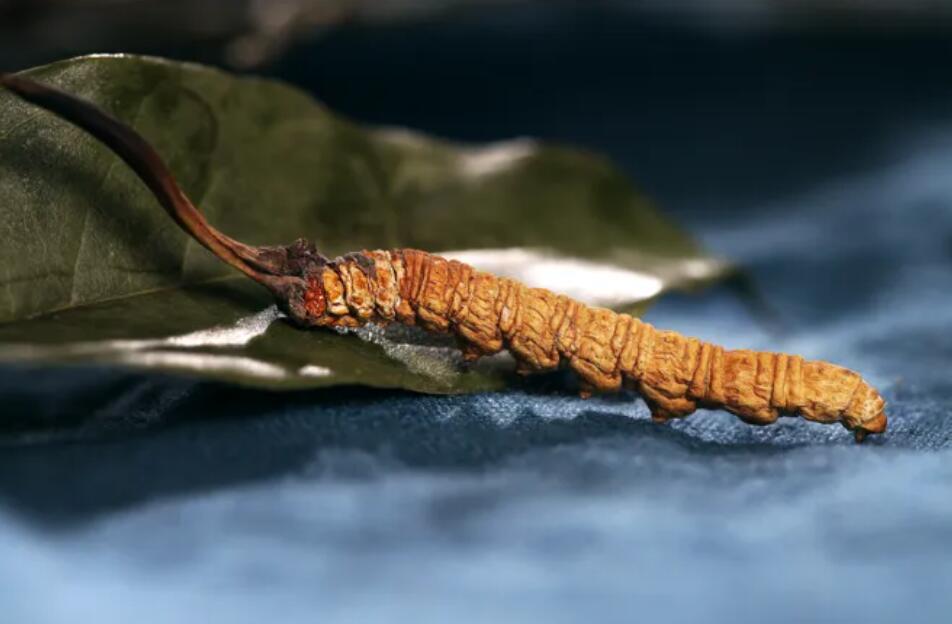 冬蟲夏草的由來，冬蟲夏草是怎么形成的？