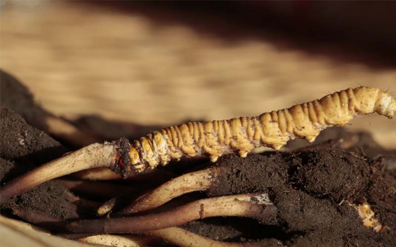 蟲草和冬蟲夏草作用區(qū)別？蟲草就是冬蟲夏草嗎？