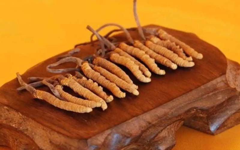 冬蟲(chóng)夏草需要每天吃嗎?冬蟲(chóng)夏草一天吃多少？