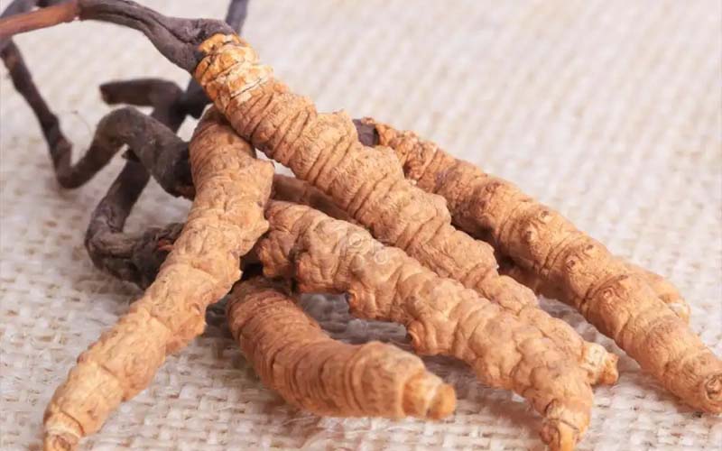 感冒能吃冬蟲夏草嗎?(感冒了怎么服用蟲草？)