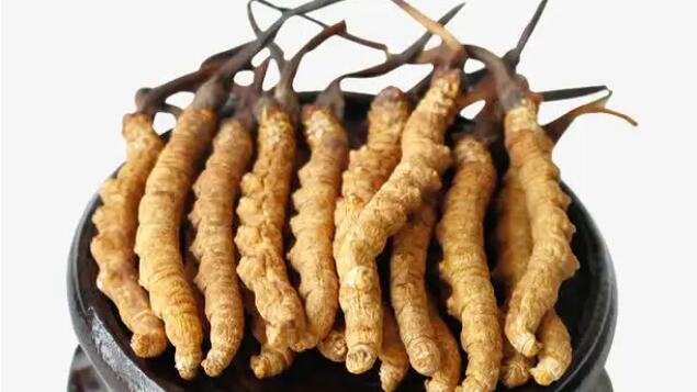 四川冬蟲(chóng)夏草產(chǎn)地分布在哪？