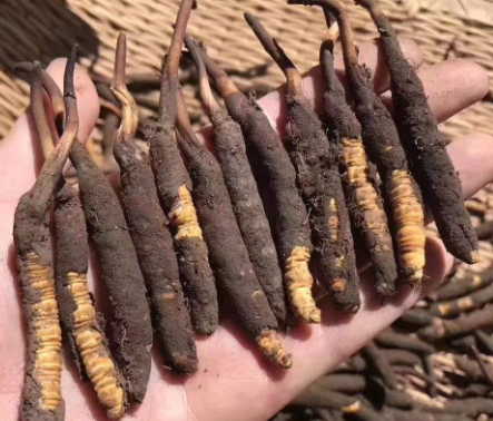 <a href=http://www.ynrhw.com/xinxian/ target=_blank class=infotextkey>新<a href=http://www.ynrhw.com/xinxian/ target=_blank class=infotextkey>鮮冬蟲夏草</a></a>