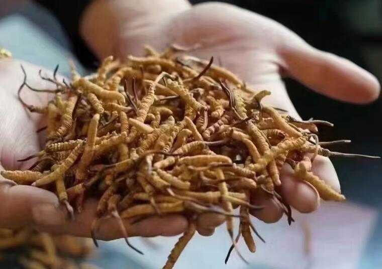 冬蟲(chóng)夏草中有沒(méi)有激素？冬蟲(chóng)夏草中有沒(méi)有有害物質(zhì)？