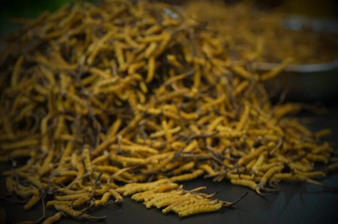 新鮮蟲草和干蟲草的區(qū)別，冬蟲夏草是新鮮的好還是曬干的好？