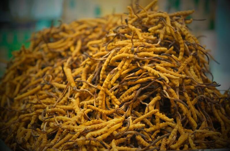 西藏那曲冬蟲(chóng)夏草的等級(jí)規(guī)格和分類(lèi)方法