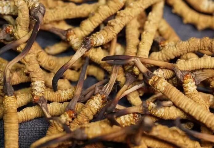 <a href=http://www.ynrhw.com/sdph/dqt/ target=_blank class=infotextkey>東強(qiáng)堂</a>冬蟲夏草