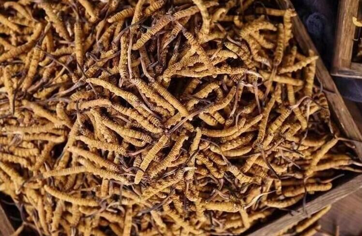 冬蟲(chóng)夏草