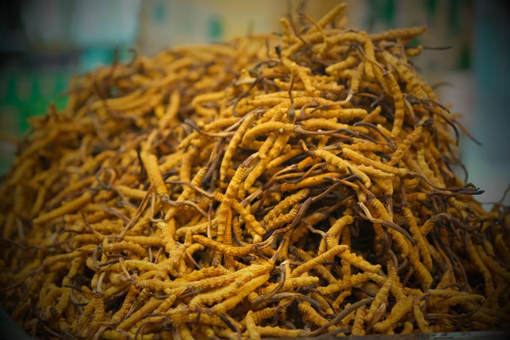 選購(gòu)冬蟲(chóng)夏草時(shí)的三大誤區(qū)