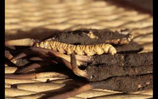 冬蟲夏草“冬補(bǔ)三九，夏補(bǔ)三伏”