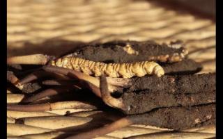 如何通過聞來識別高品質(zhì)的冬蟲夏草