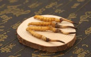 那如何識別冬蟲夏草的好壞呢？