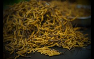 冬蟲(chóng)夏草的特征