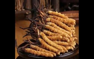 冬蟲(chóng)夏草改善神經(jīng)衰弱的作用