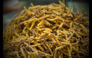 購(gòu)買冬蟲(chóng)夏草如何防假呢？