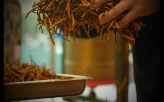 不同產(chǎn)地的冬蟲夏草為什么會(huì)不同？