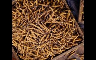 采購(gòu)冬蟲(chóng)夏草的技巧，快來(lái)一探究竟！