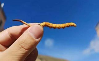 在哪可以買到正宗的冬蟲(chóng)夏草？