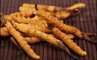 如何辨別冬蟲夏草品質(zhì)？這些知識(shí)一定要知道！