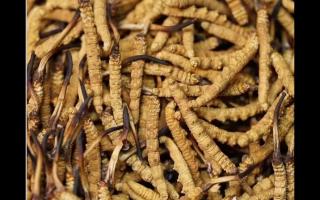 高品質(zhì)冬蟲夏草，全程人工采挖值得信賴！