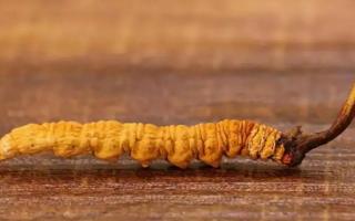 哪些冬蟲夏草算是優(yōu)質(zhì)的？