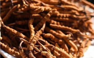 加了明礬的冬蟲夏草如何鑒別！