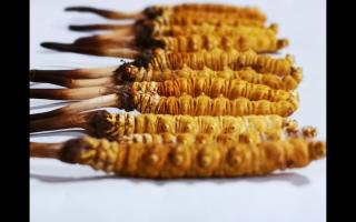 冬蟲夏草里為何會有斷草、牙簽草、癟草之類的！