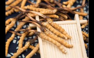 相同大小規(guī)格的冬蟲夏草 為何子座有長有短！