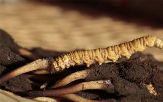 為何同樣規(guī)格的冬蟲夏草，價(jià)格會(huì)相差很遠(yuǎn)？