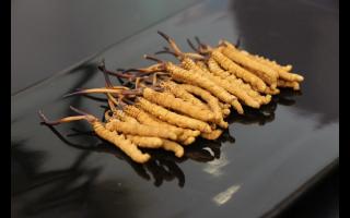 冬蟲夏草鮮食還是干食：哪種方式較好？