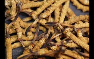 冬蟲夏草都有哪幾種保存方法？