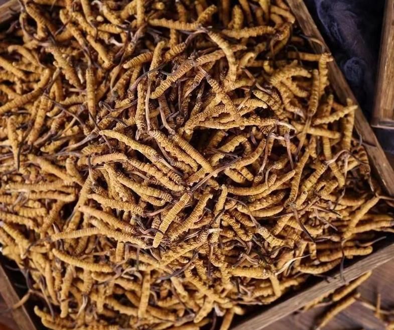 冬蟲夏草和白蟲草有什么區(qū)別？