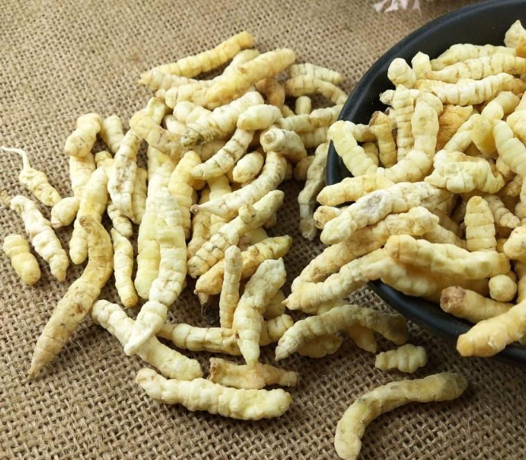 冬蟲夏草和白蟲草有什么區(qū)別？