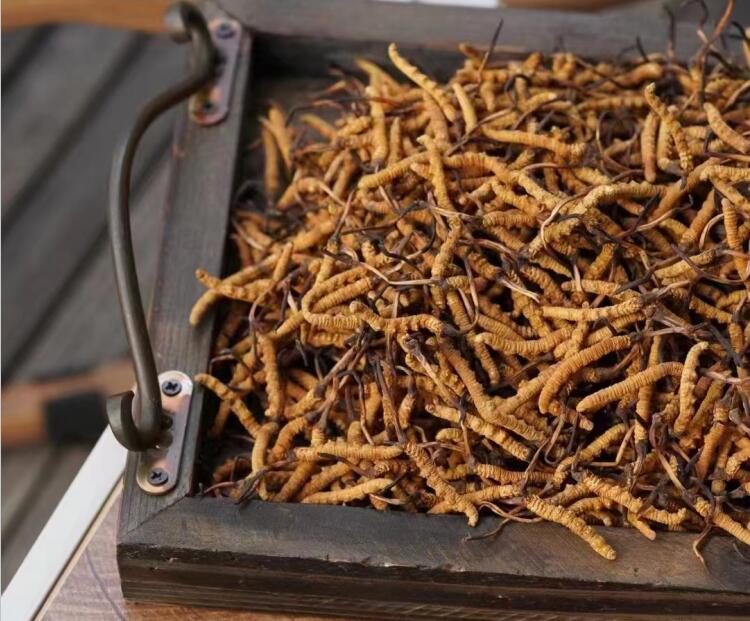 冬蟲夏草如何分級(jí)？