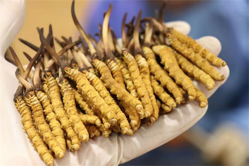 冬蟲夏草到底是蟲還是草？其實蟲草是一種真菌