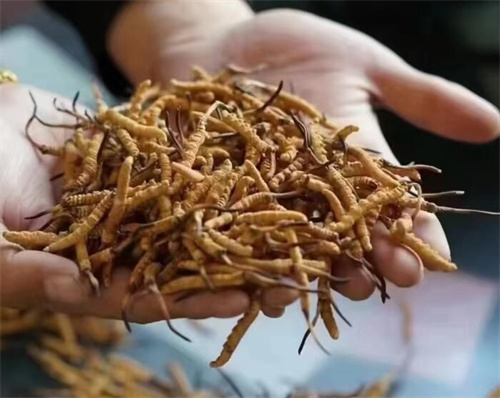 冬蟲夏草怎樣吃才能有營養(yǎng)（充分發(fā)揮冬蟲夏草營養(yǎng)價(jià)值的5種食用方式）