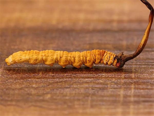 冬蟲夏草草頭越長品質(zhì)越好嗎？草頭越長冬蟲夏草品質(zhì)越好