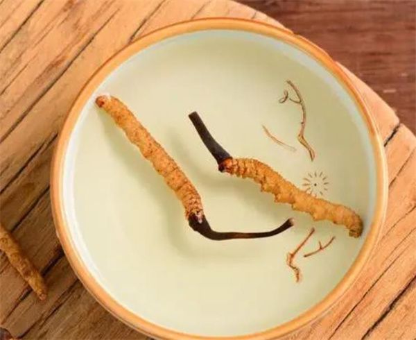 冬蟲夏草可以泡水喝嗎？冬蟲夏草泡水的步驟