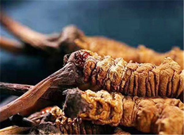 好冬蟲(chóng)夏草的特征，全面了解這一珍貴中草藥