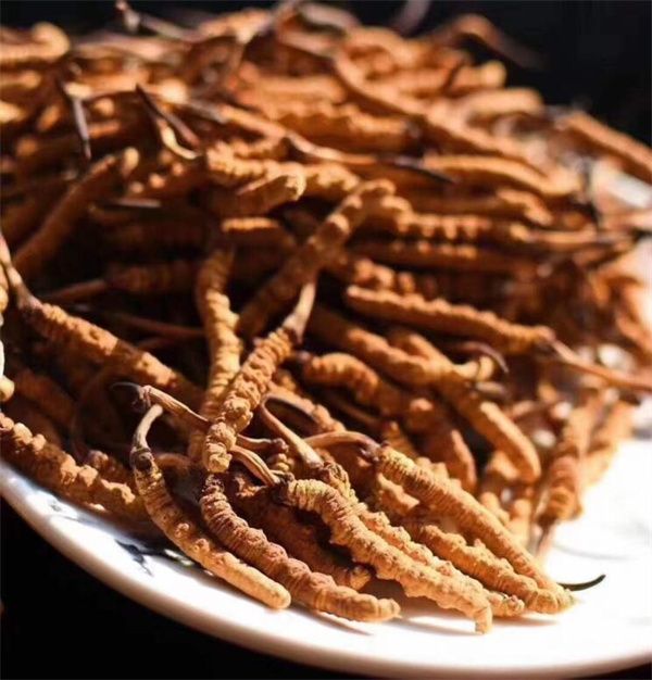 冬蟲夏草的生長(zhǎng)過(guò)程 冬蟲夏草的生長(zhǎng)需要特定的環(huán)境條件和時(shí)間周期