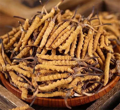 冬蟲夏草價(jià)格一克多少錢 市場(chǎng)行情及購買建議