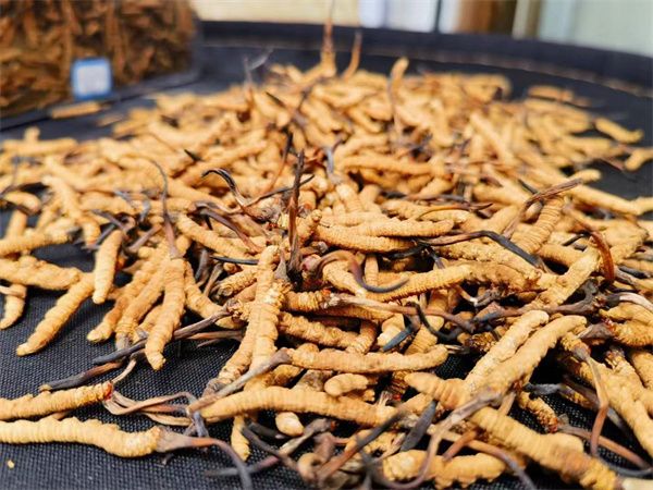 新鮮冬蟲(chóng)夏草怎么吃 新鮮冬蟲(chóng)夏草的3種吃法
